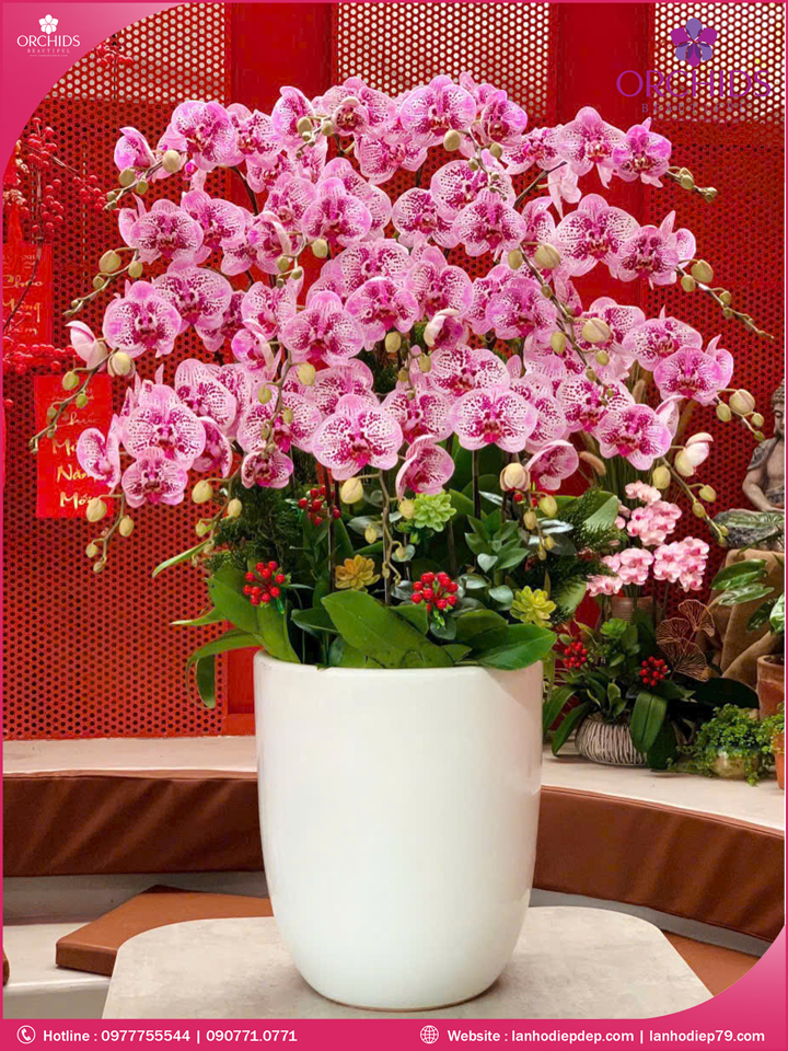 Chậu hoa lan hồ điệp độc lạ 18 cành