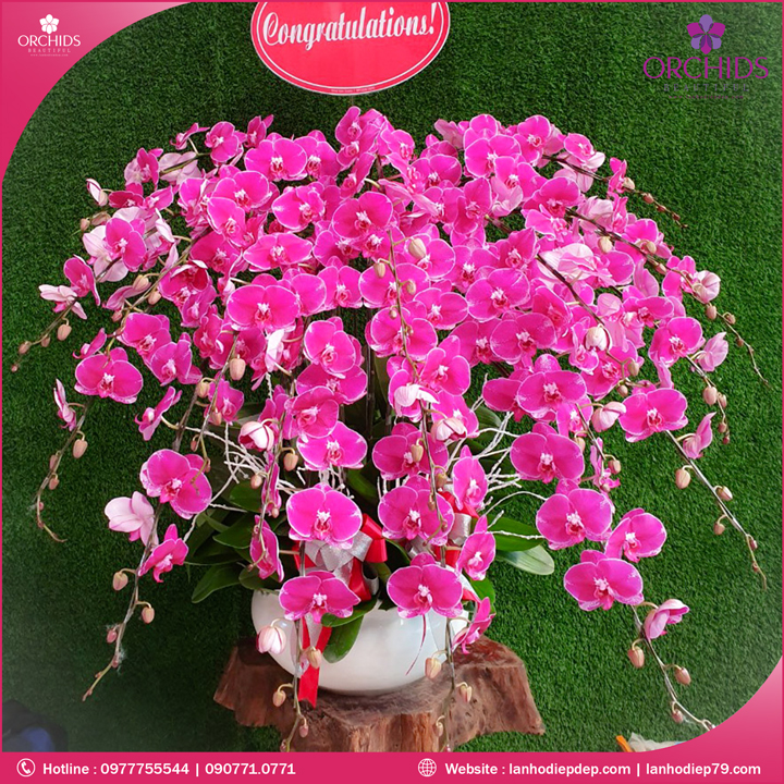 Chậu hoa lan hồ điệp độc lạ 19 cành