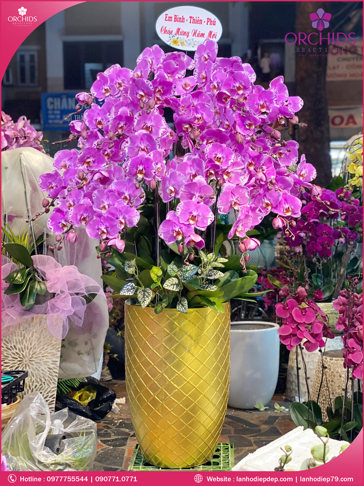 Chậu hoa lan hồ điệp độc lạ 20 cành