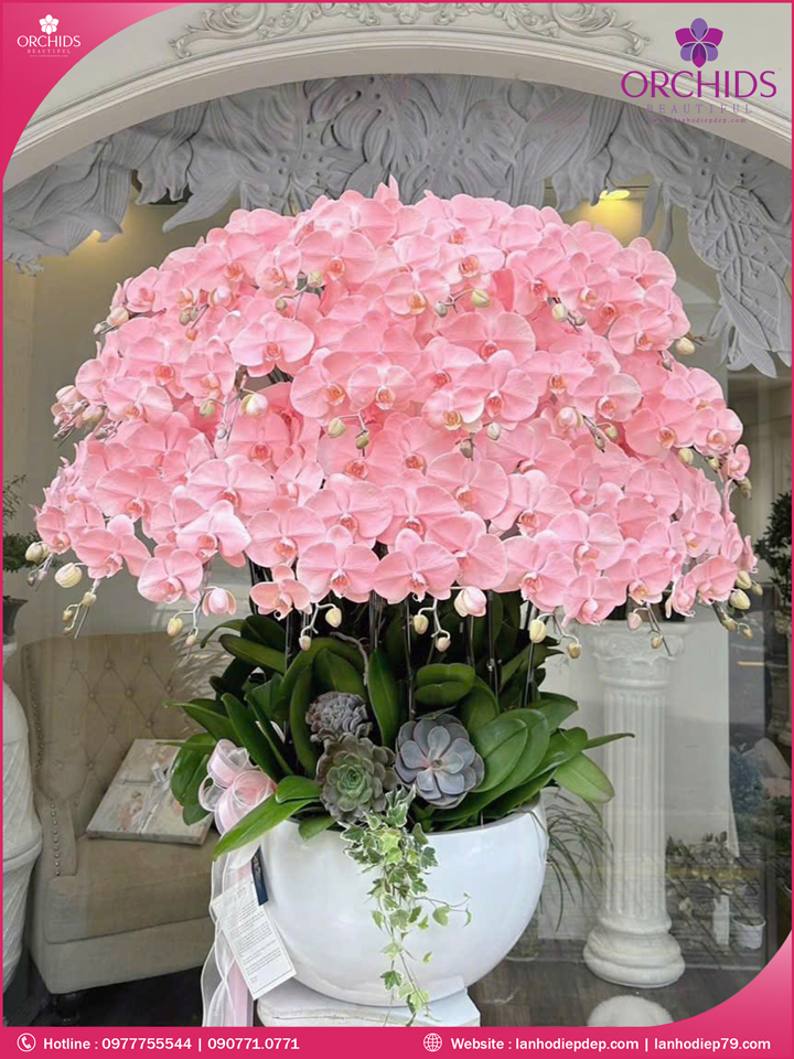 Chậu hoa lan hồ điệp độc lạ 25 cành