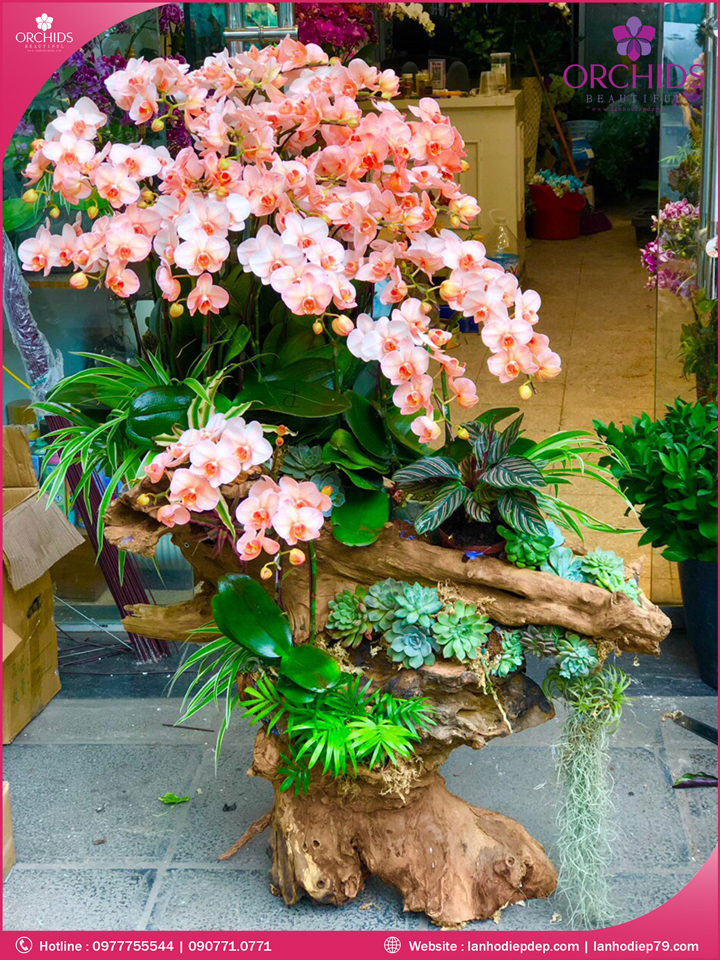 Chậu hoa lan hồ điệp độc lạ ghép lũa 28 cành