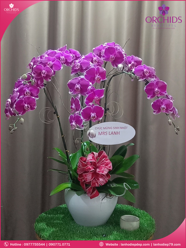 Chậu hoa lan hồ điệp độc lạ 3 cành