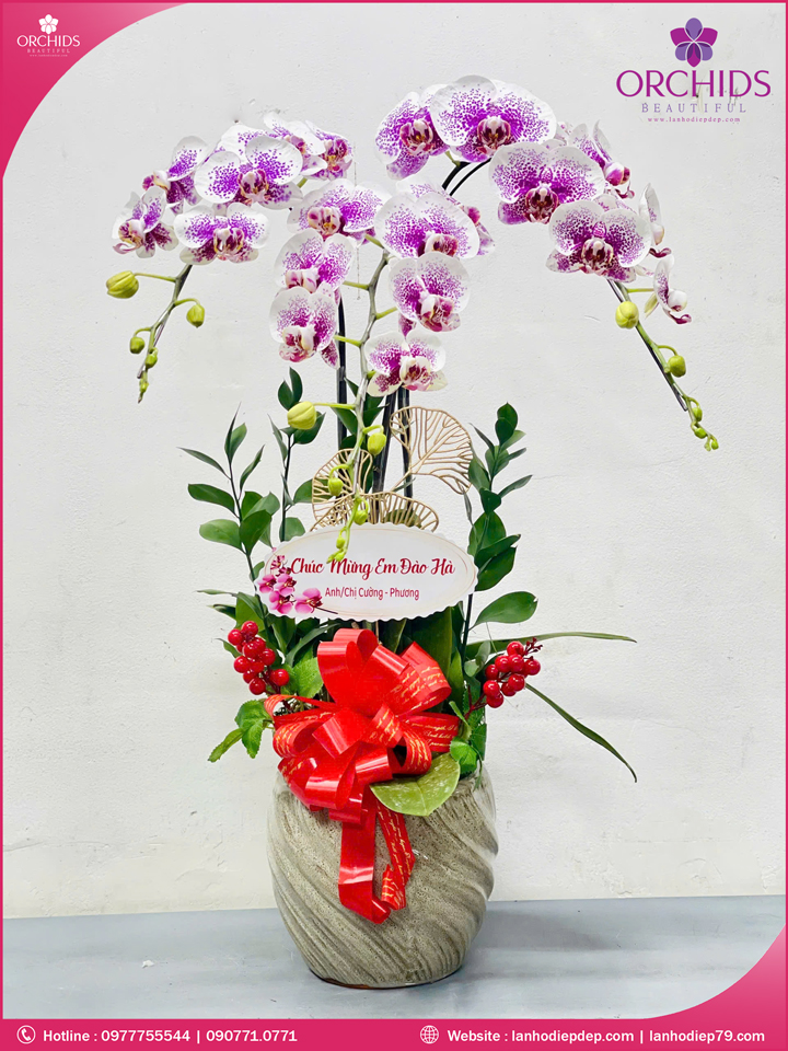 Chậu hoa lan hồ điệp độc lạ 3 cành