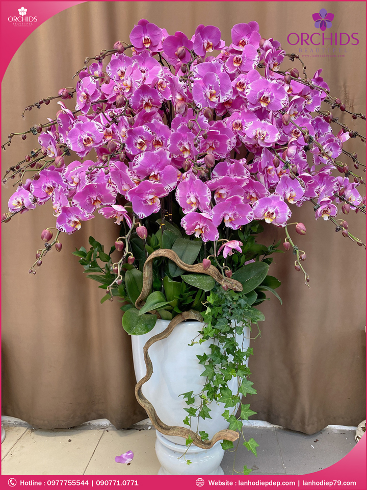 Chậu hoa lan hồ điệp độc lạ 30 cành