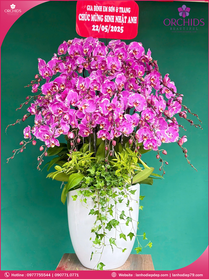 Chậu hoa lan hồ điệp độc lạ 30 cành