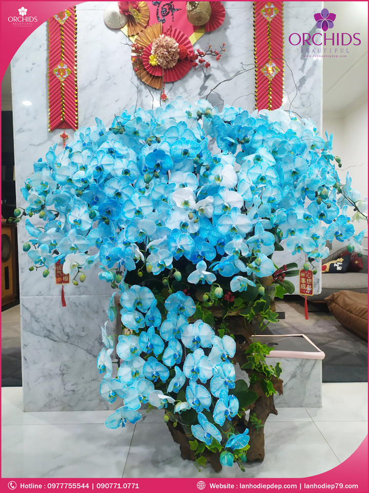 Chậu hoa lan hồ điệp độc lạ ghép lũa 45 cành