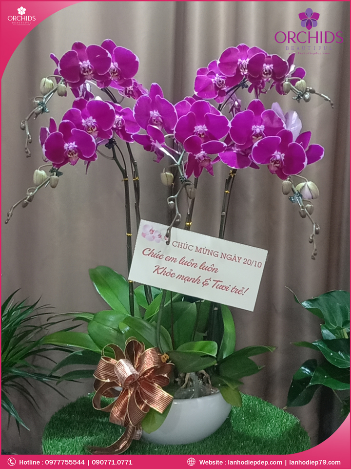 Chậu hoa lan hồ điệp độc lạ 5 cành