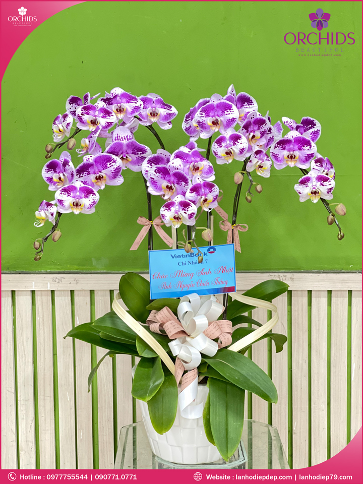 Chậu hoa lan hồ điệp độc lạ 5 cành