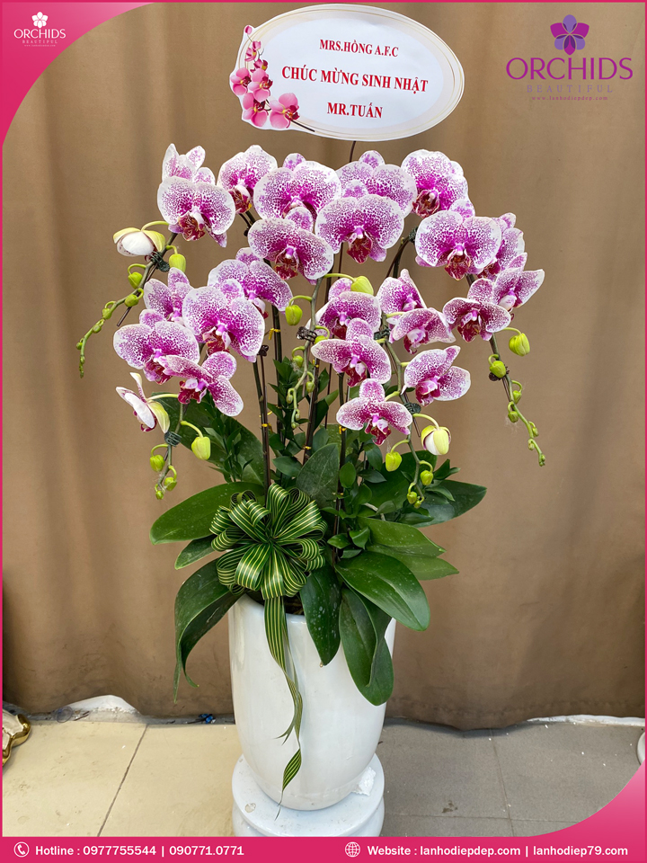 Chậu hoa lan hồ điệp độc lạ 5 cành