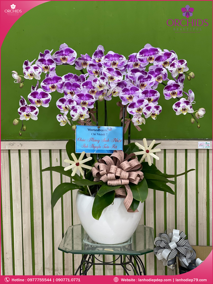 Chậu hoa lan hồ điệp độc lạ 7 cành