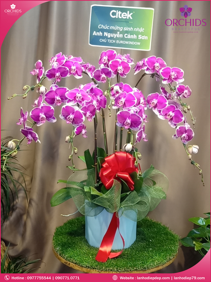 Chậu hoa lan hồ điệp độc lạ 7 cành