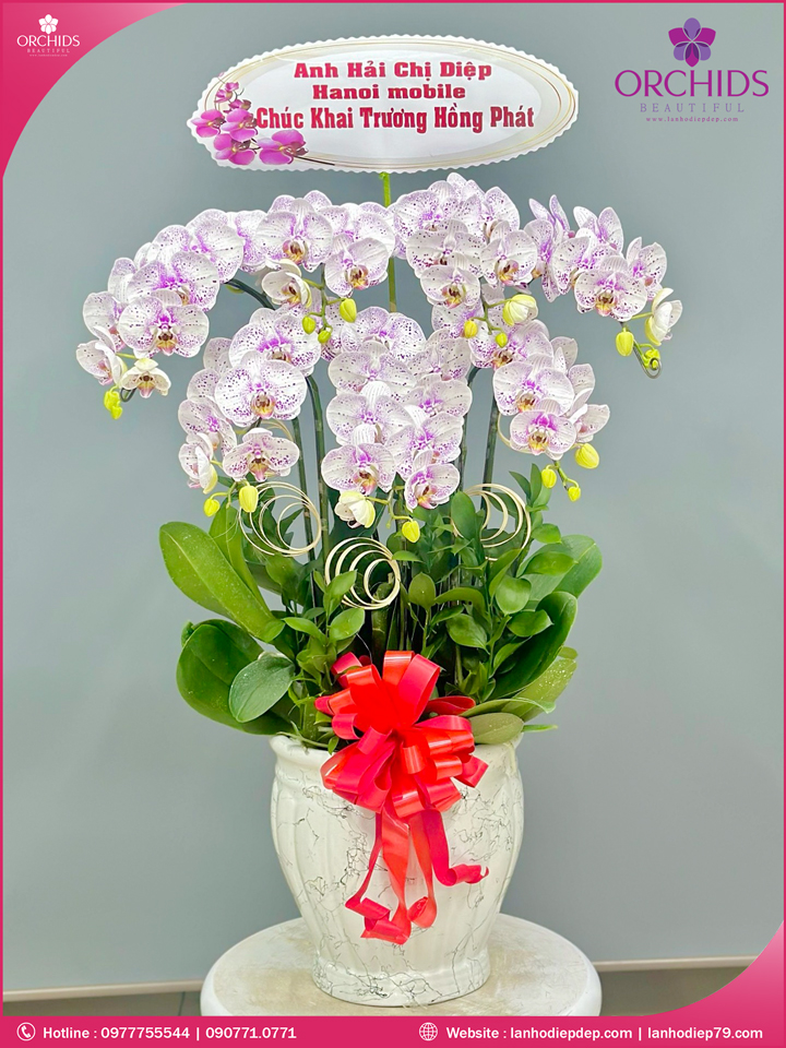 Chậu hoa lan hồ điệp độc lạ 7 cành