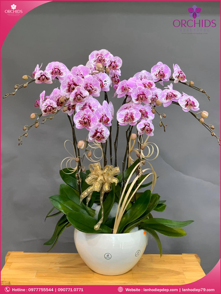 Chậu hoa lan hồ điệp độc lạ 9 cành