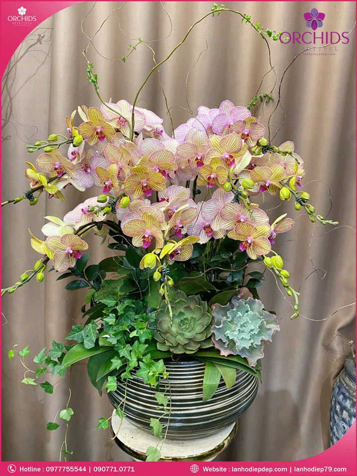 Chậu hoa lan hồ điệp độc lạ 9 cành