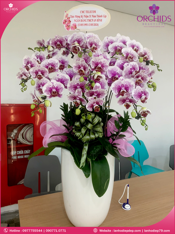 Chậu hoa lan hồ điệp độc lạ 9 cành