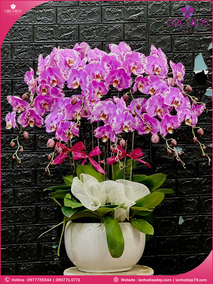 Chậu hoa lan hồ điệp độc lạ 9 cành