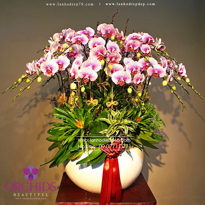 Chậu lan hồ điệp 30 cành hoa màu đột biến độc lạ hiếm có trên thị trường