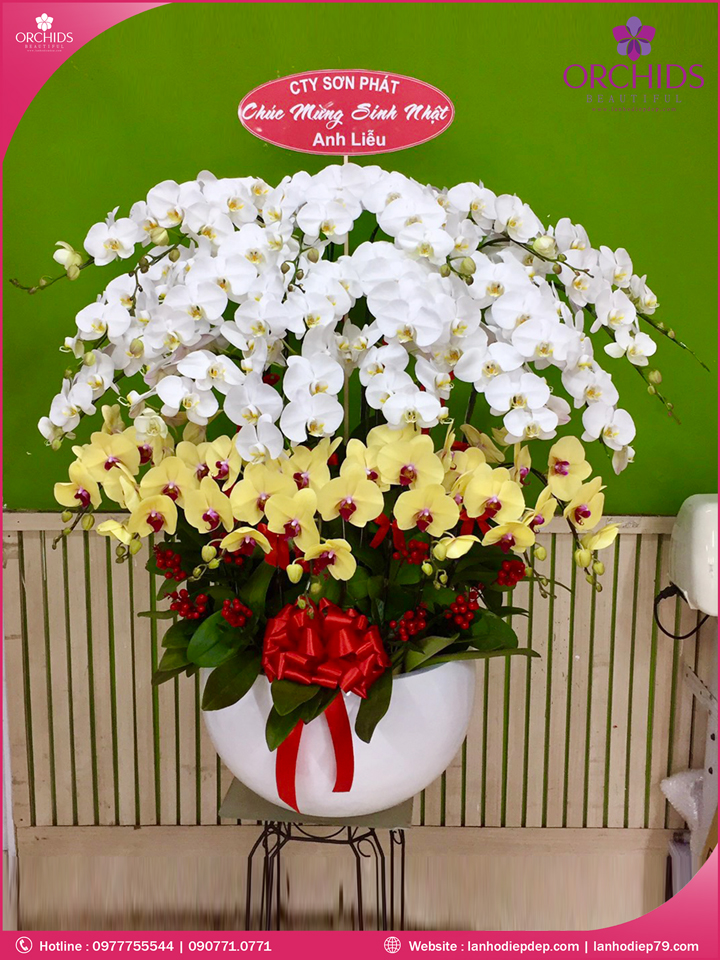 Chậu hoa lan hồ điệp sắc 30 cành