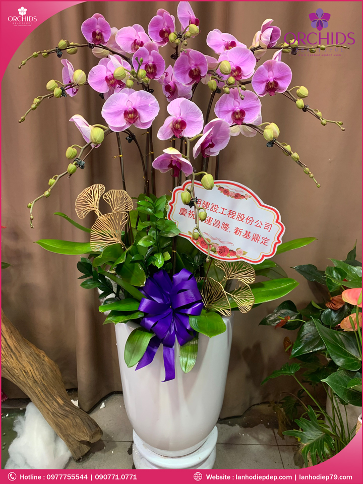 Chậu hoa lan hồ điệp hồng 10 cành