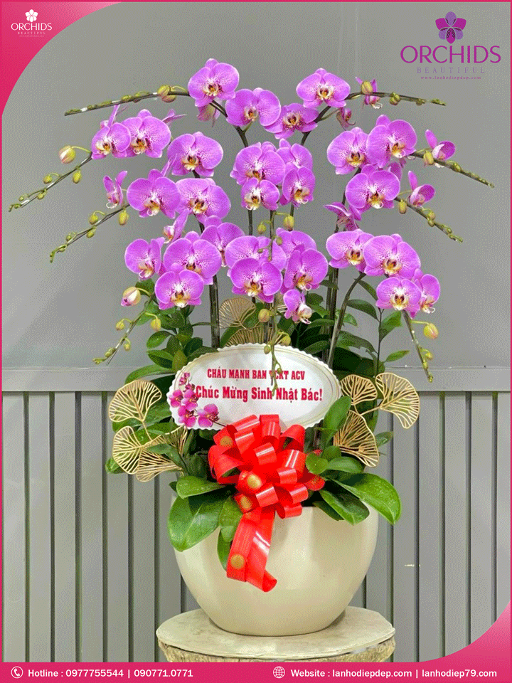 Chậu hoa lan hồ điệp hồng 10 cành