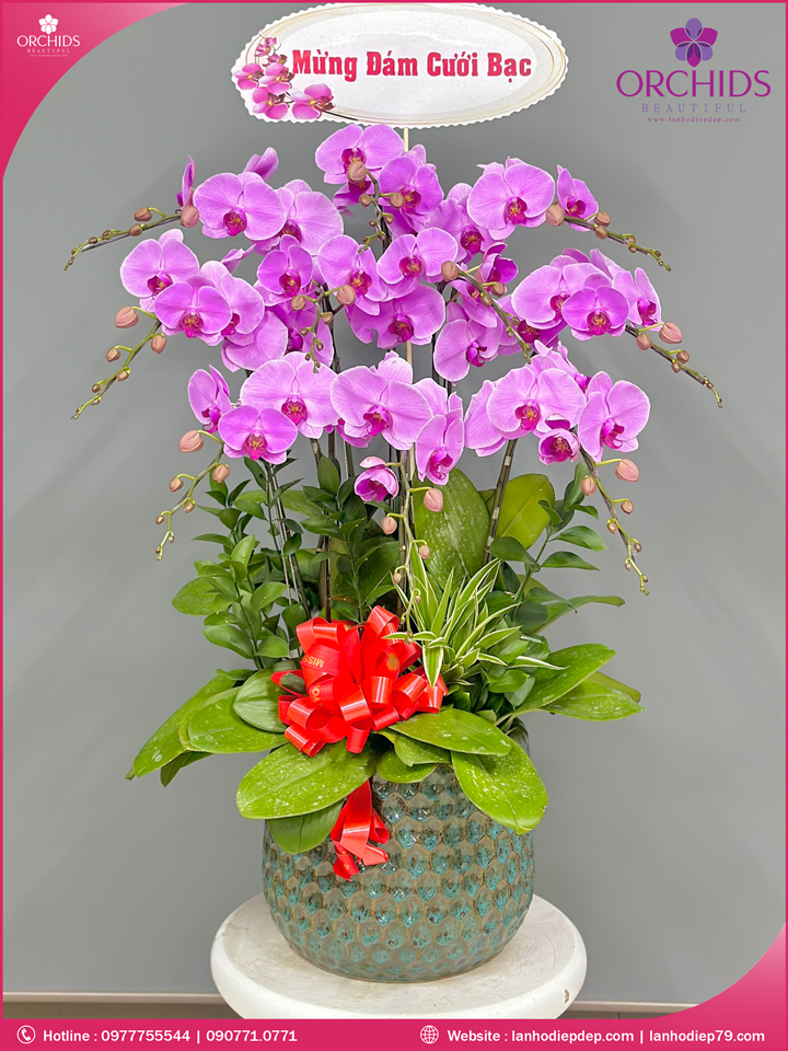 Chậu hoa lan hồ điệp hồng 10 cành