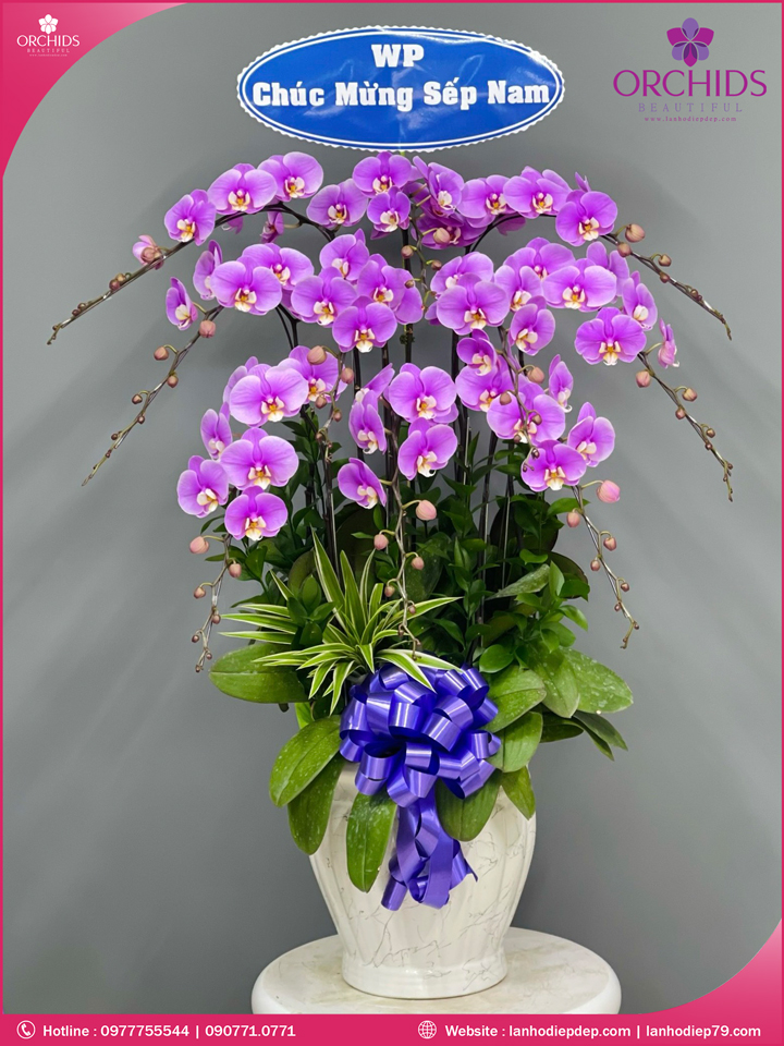 Chậu hoa lan hồ điệp hồng 10 cành