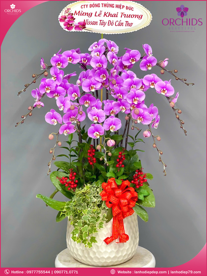 Chậu hoa lan hồ điệp hồng 10 cành