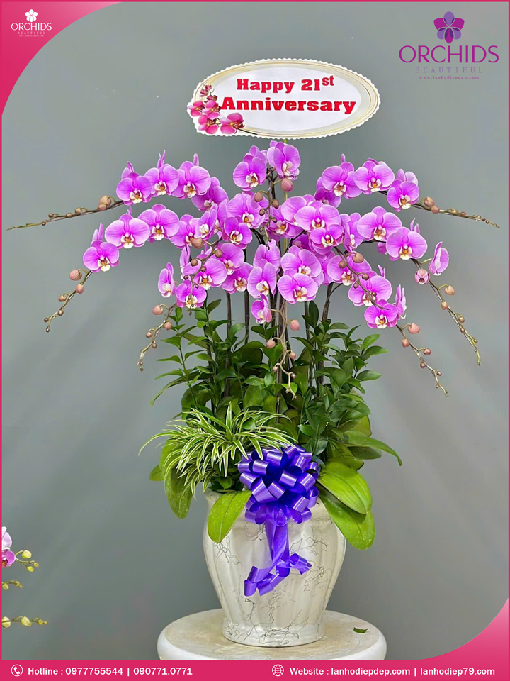 Chậu hoa lan hồ điệp hồng 10 cành