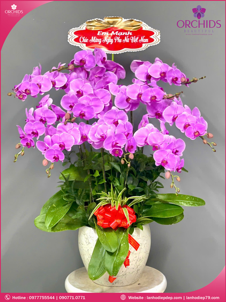 Chậu hoa lan hồ điệp hồng 10 cành