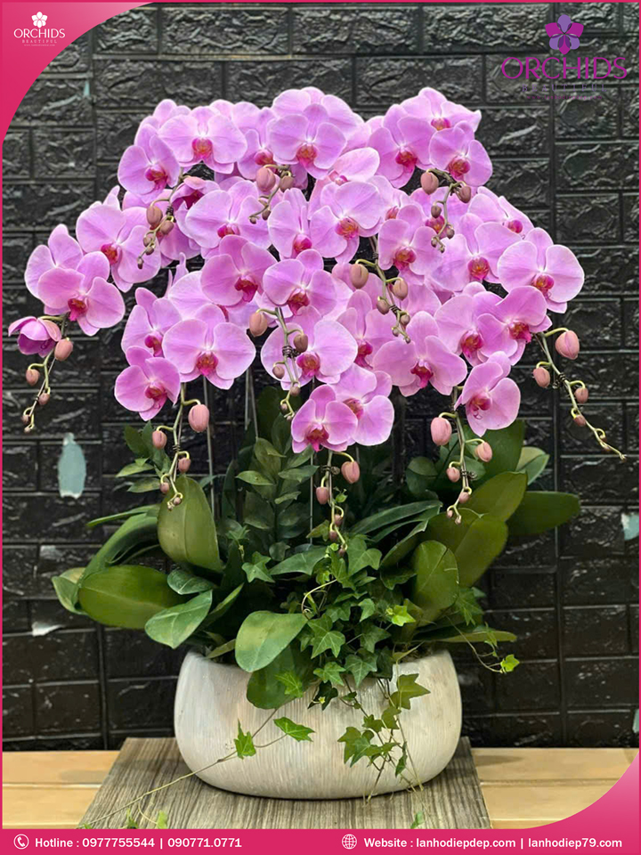 Chậu hoa lan hồ điệp hồng 10 cành