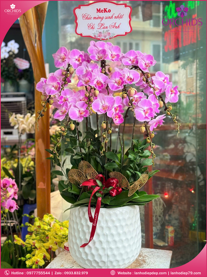 Chậu hoa lan hồ điệp hồng 10 cành H279