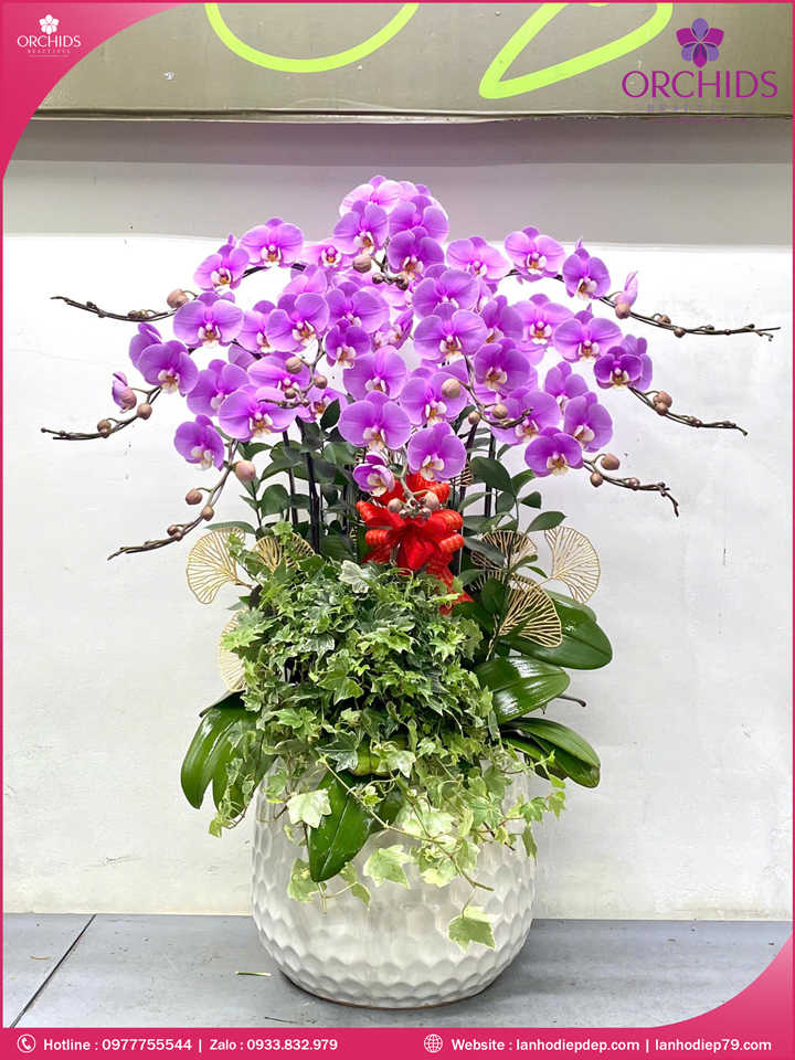 Chậu hoa lan hồ điệp hồng 10 cành H281