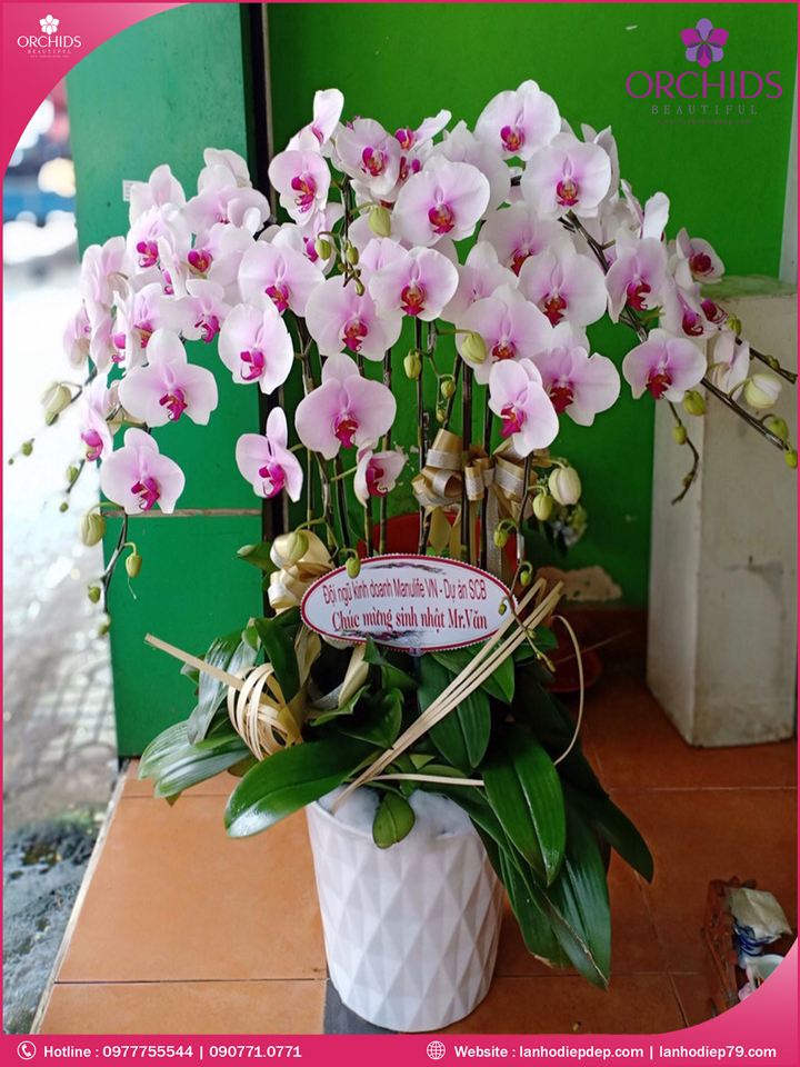 Chậu hoa lan hồ điệp hồng 10 cành