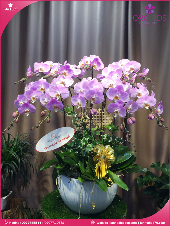Chậu hoa lan hồ điệp hồng 10 cành