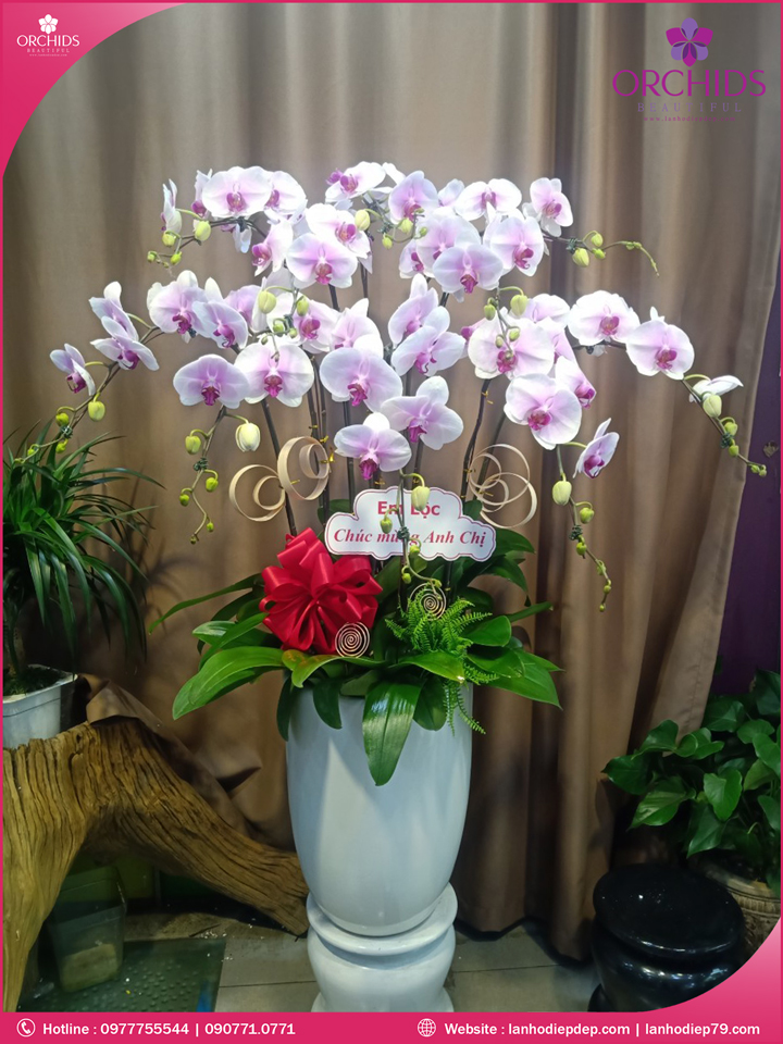 Chậu hoa lan hồ điệp hồng 10 cành