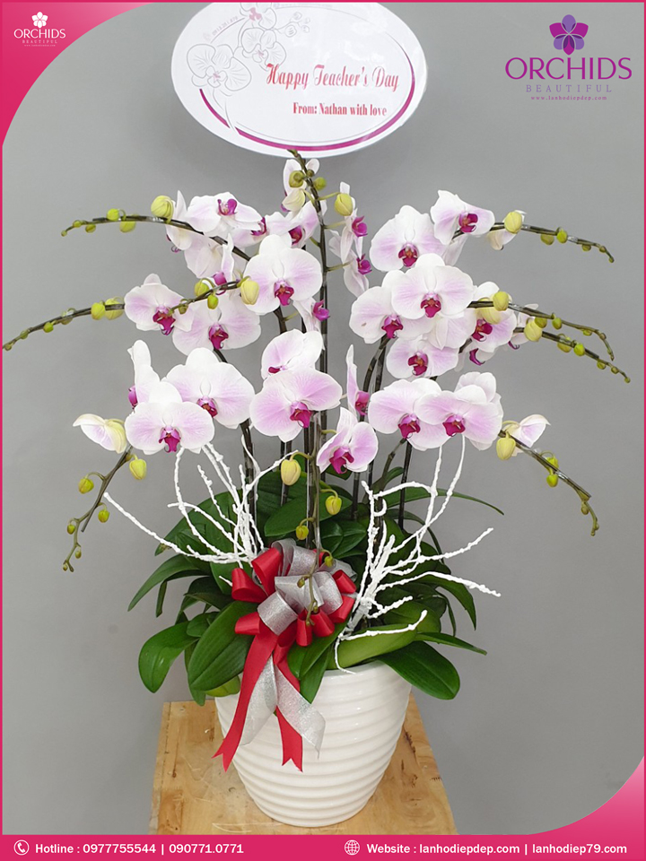 Chậu hoa lan hồ điệp hồng 10 cành