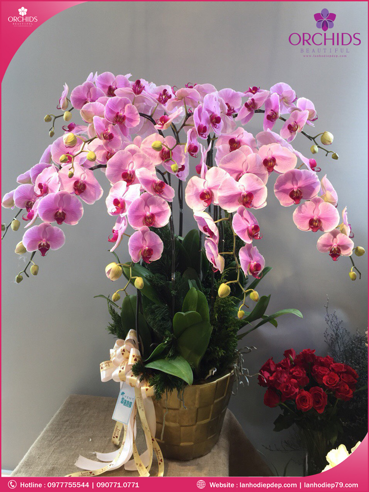 Chậu hoa lan hồ điệp hồng 10 cành