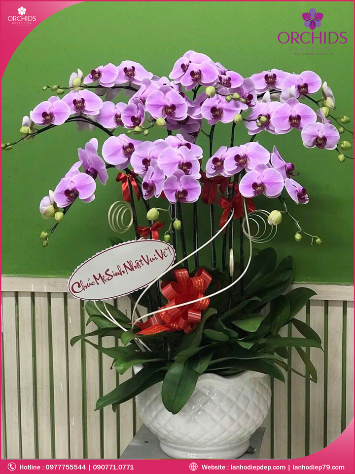 Chậu hoa lan hồ điệp hồng 10 cành