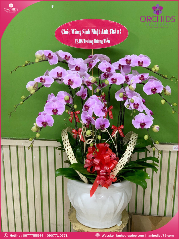 Chậu hoa lan hồ điệp hồng 10 cành