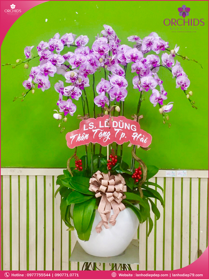 Chậu hoa lan hồ điệp hồng 10 cành