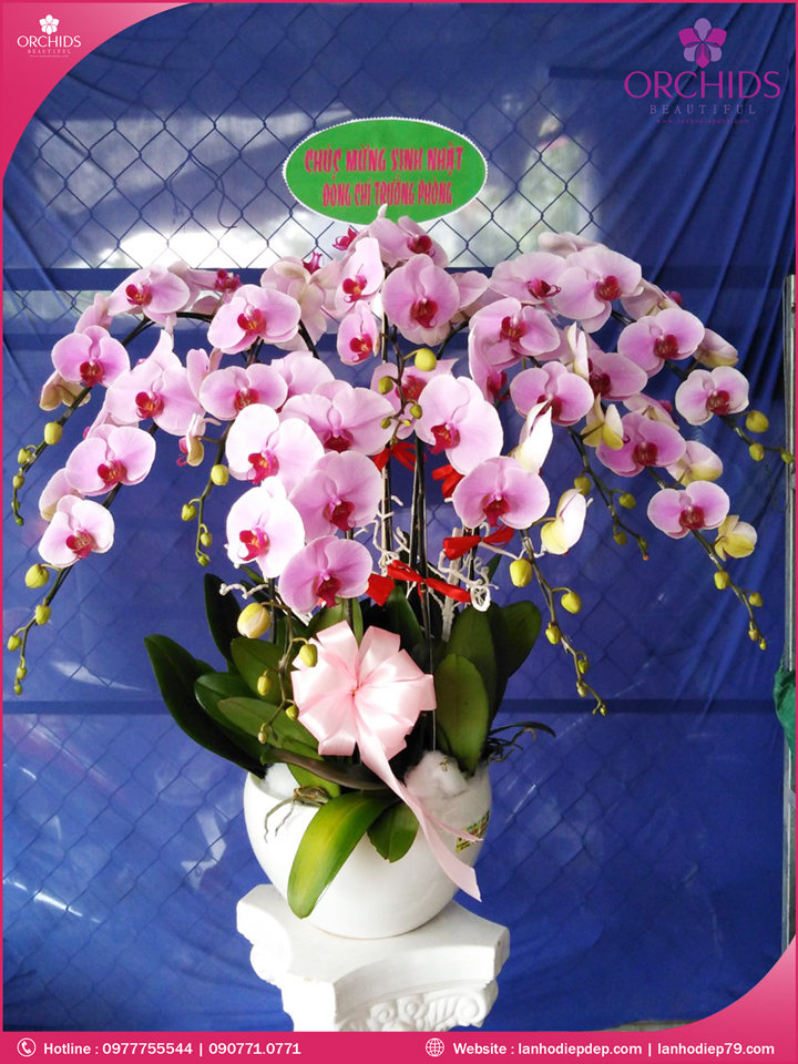 Chậu hoa lan hồ điệp hồng 10 cành