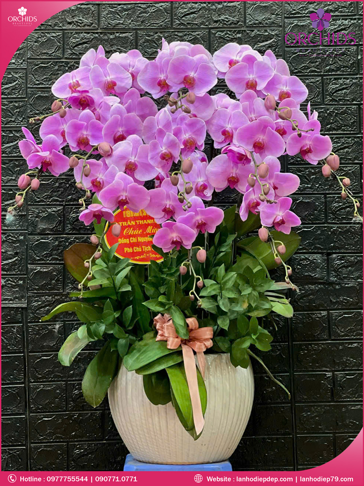 Chậu hoa lan hồ điệp hồng 10 cành