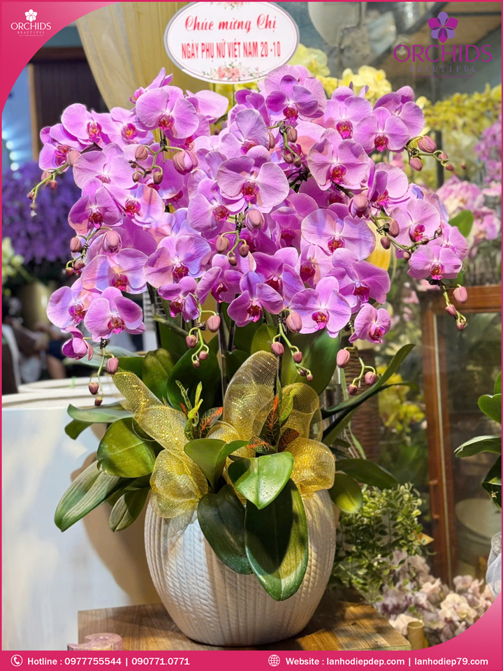 Chậu hoa lan hồ điệp hồng 12 cành