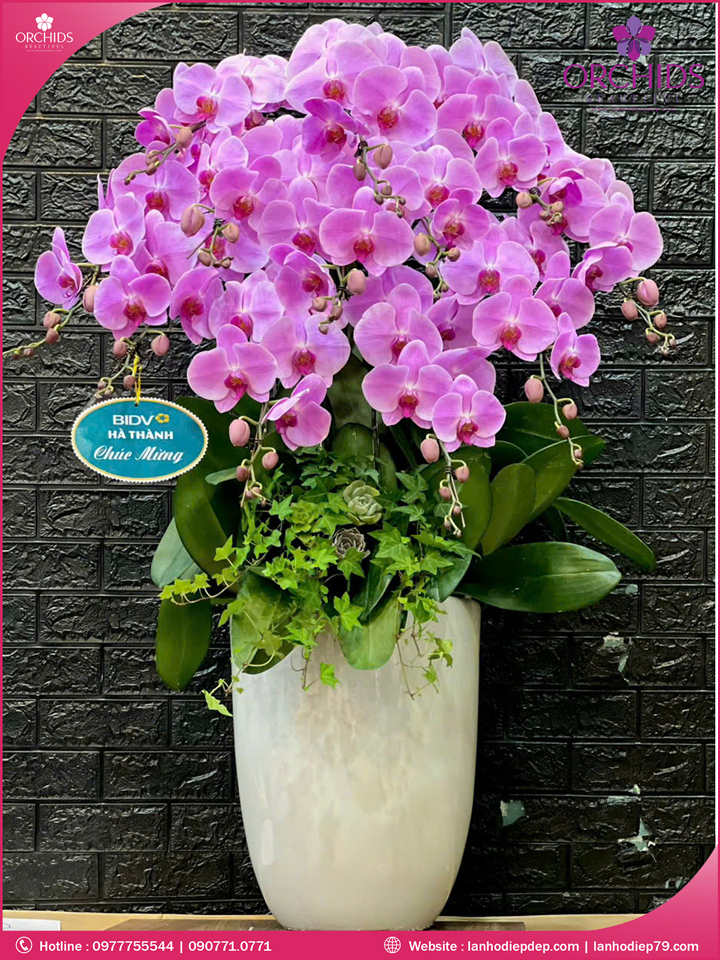 Chậu hoa lan hồ điệp hồng 12 cành