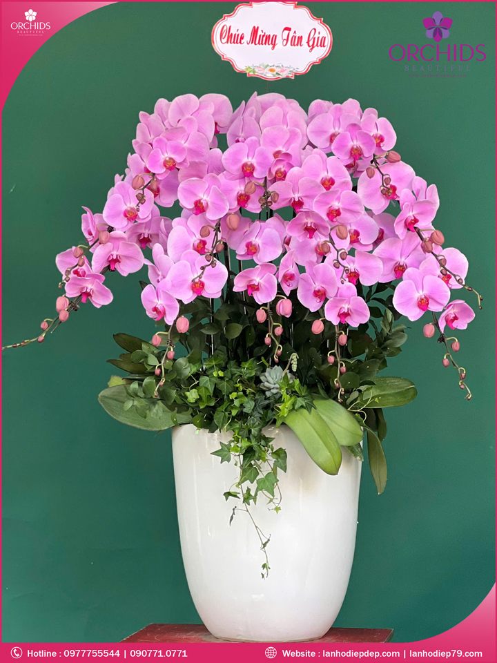 Chậu hoa lan hồ điệp hồng 12 cành