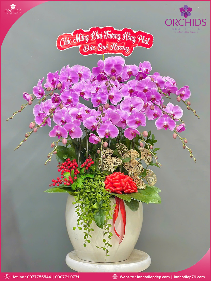 Chậu hoa lan hồ điệp hồng 12 cành