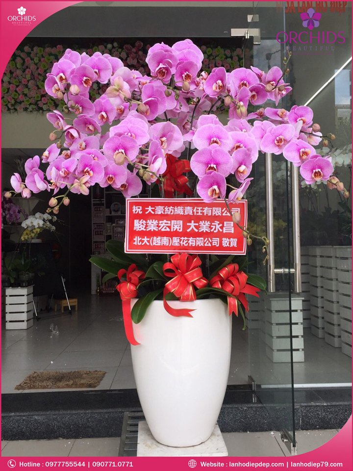Chậu hoa lan hồ điệp hồng 12 cành