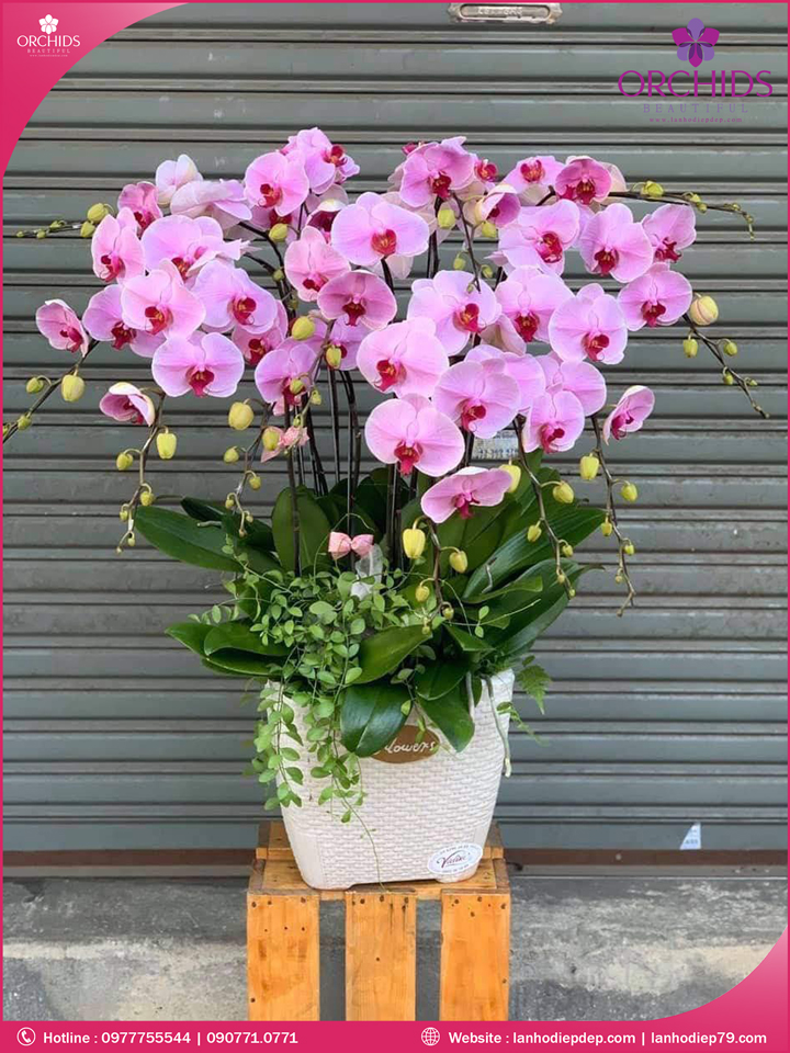 Chậu hoa lan hồ điệp hồng 12 cành