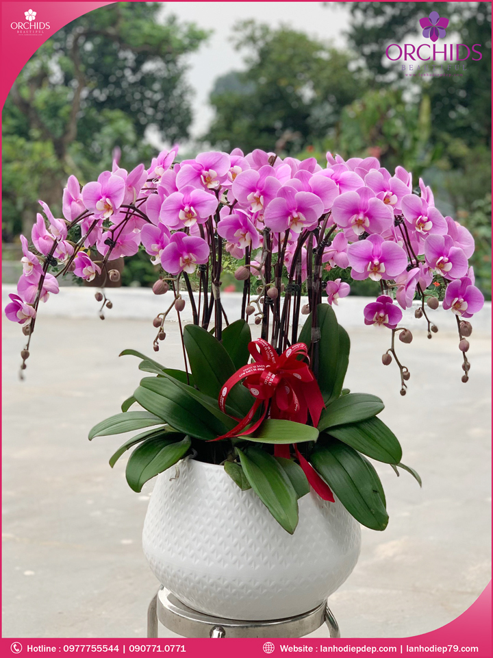 Chậu hoa lan hồ điệp hồng 12 cành