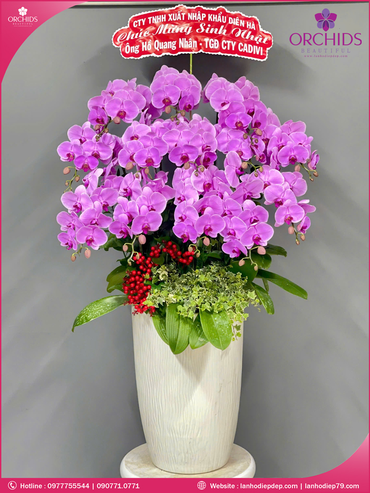 Chậu hoa lan hồ điệp hồng 13 cành